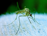 Памятка по защите от комаров и профилактике заболеваний, передающихся с их укусами
