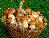 Как избежать отравления грибами: правила сбора и покупки.